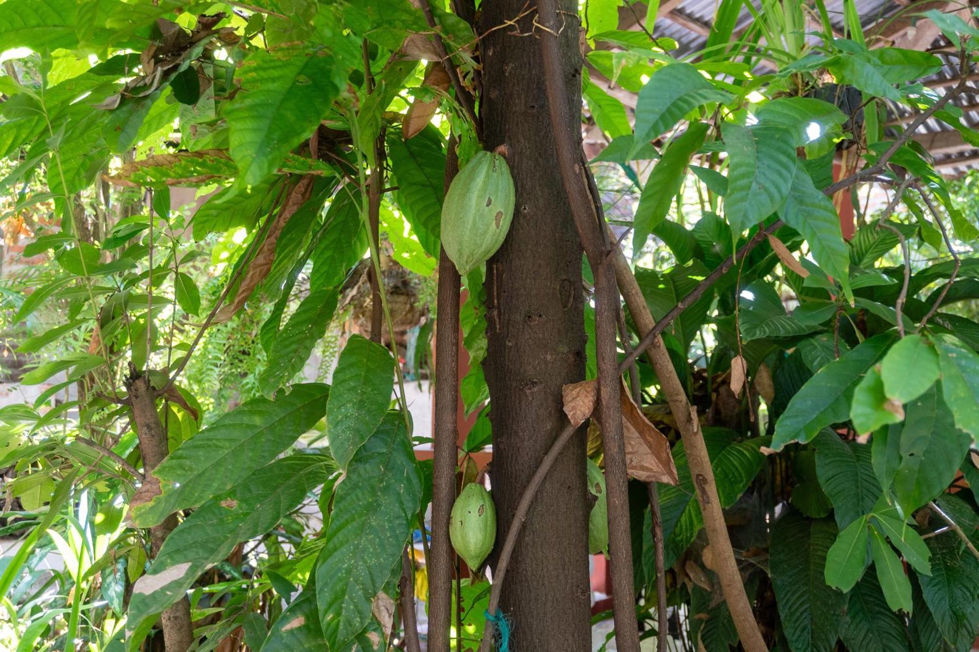 Hostal Delmy Suchitoto المظهر الخارجي الصورة
